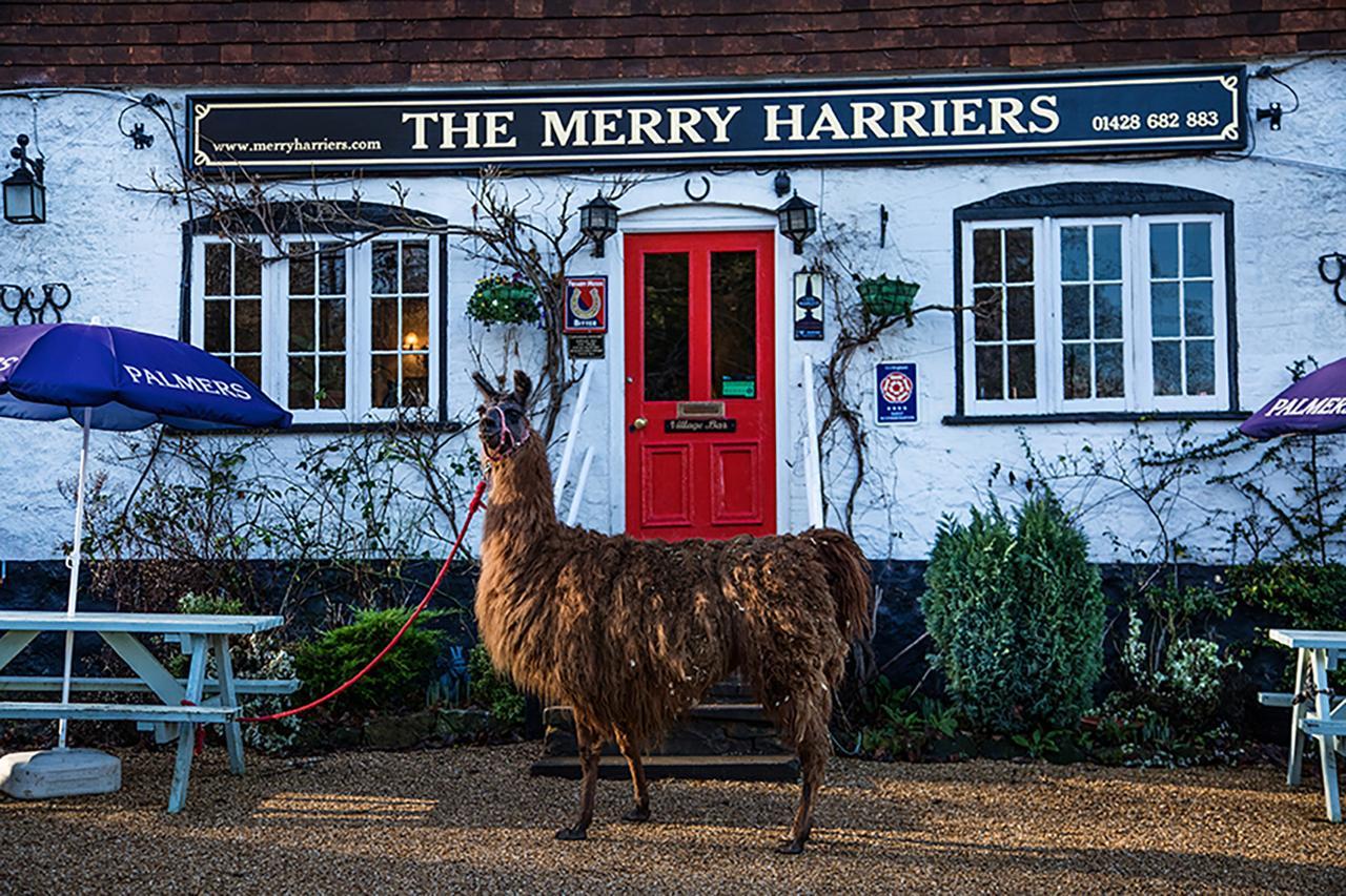 The Merry Harriers Bed & Breakfast Godalming Bagian luar foto